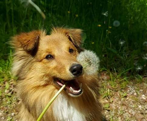 Zeig deinen Hund in der Kalender-Collage-Beitrag-Bild