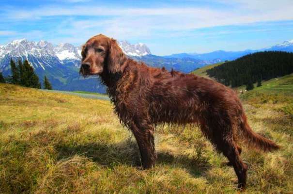 Dogorama Photo Challenge - Tierischer Urlaub-Beitrag-Bild