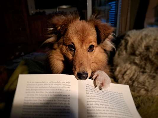 Dogorama Photo Challenge- Aufmerksamkeit bitte!-Beitrag-Bild