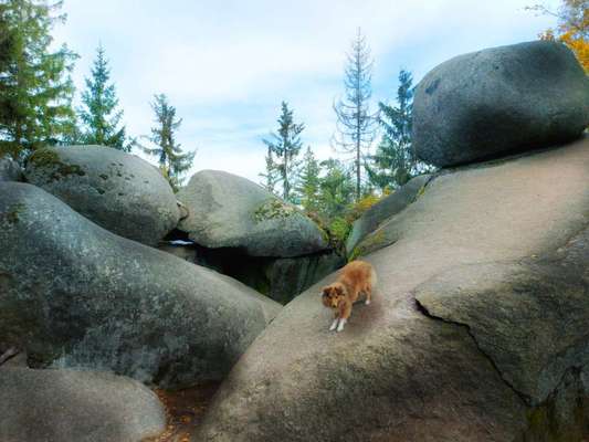 Ideensammlung, Urlaub mit Hund im Juli.-Beitrag-Bild