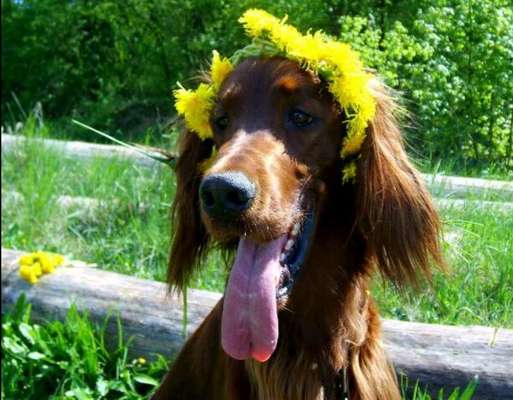 Immer der Nase nach - die schönsten Jagdhund-Bilder-Beitrag-Bild
