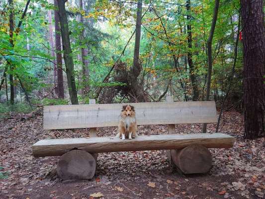 Dogorama Photo Challenge - Gassipause-Beitrag-Bild