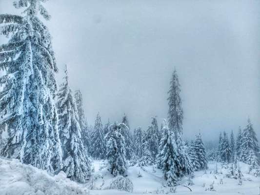 Hundeauslaufgebiet-Wanderung zum Dreisesselberg über die Kreuzbachklause-Bild