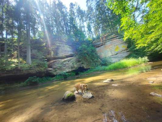 Die Lieblingsrunde eures Vierbeiners-Beitrag-Bild