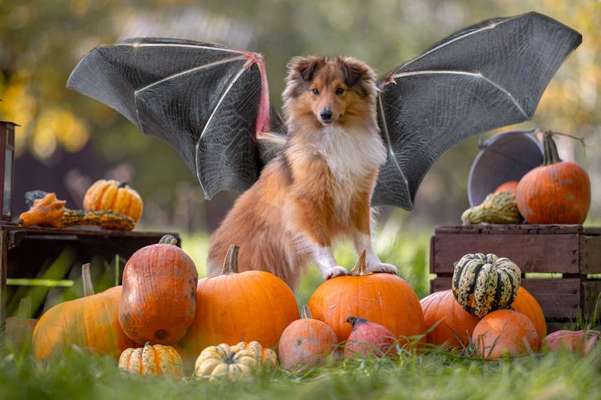 Photoshop und Co.-Beitrag-Bild