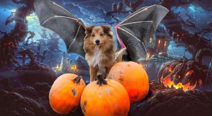 Fotochallange Nr.53 "HALLOWEEN"-Beitrag-Bild