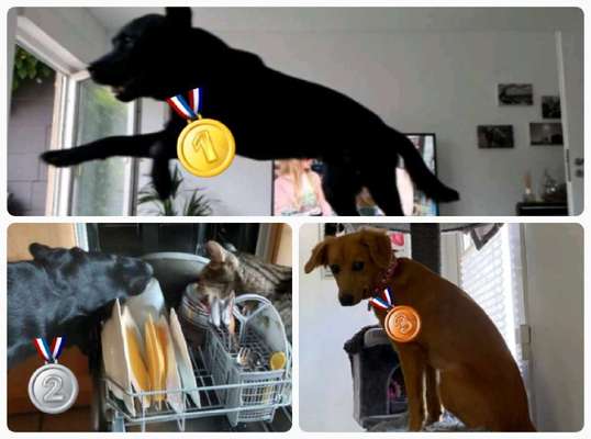 Dogorama Foto Challenge - Erwischt-Beitrag-Bild