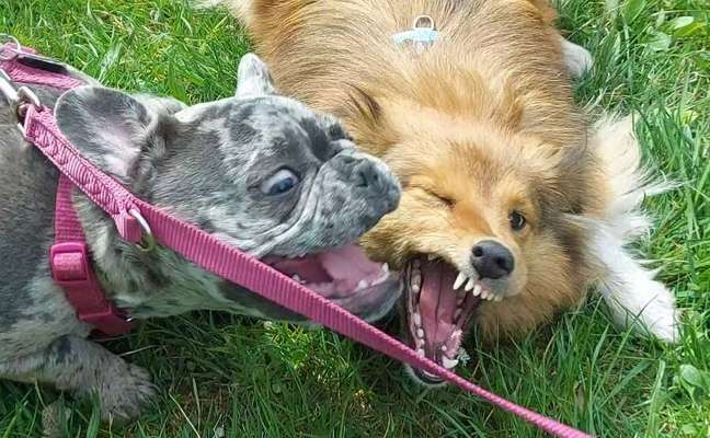 Dogorama Photo Challenge - Spielgesicht-Beitrag-Bild