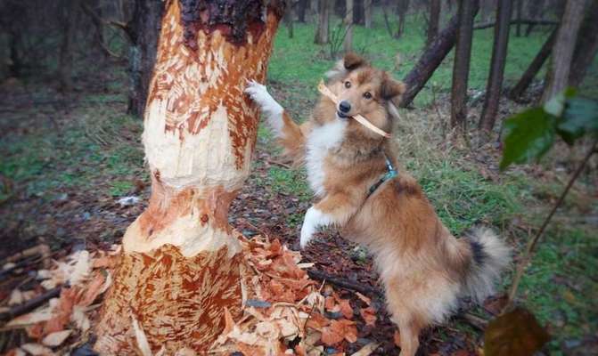 Fotochallenge NR. 123     -Karneval der Tiere--Beitrag-Bild