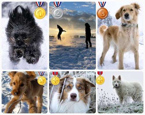 Dogorama Photo Challenge - Winterstimmung-Beitrag-Bild