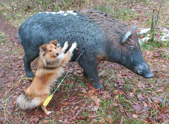 Gespräche zwischen Hund und Halter-Beitrag-Bild