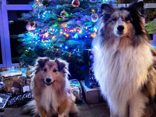 Dogorama Photo Challenge - Bescherung-Beitrag-Bild