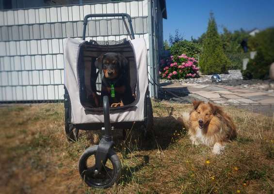 Tragtuch für Welpen-Beitrag-Bild