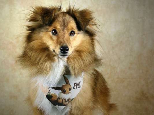 Fotochallange nr. 106
Der geschmückte Hund.-Beitrag-Bild