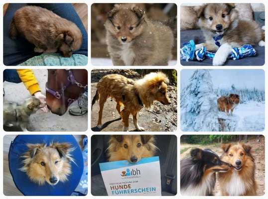 11. Collagen-Challenge
Dein*e Hund*e in verschiedenen Lebensphasen-Beitrag-Bild