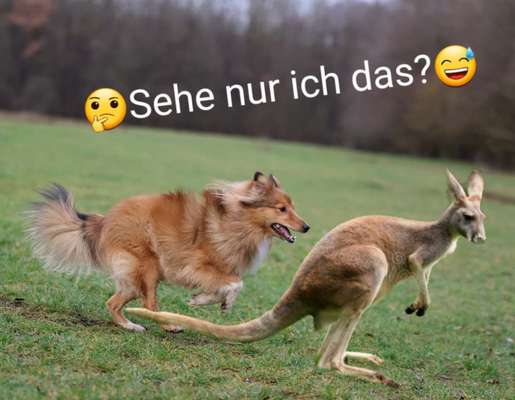 Hunde Memes-Beitrag-Bild
