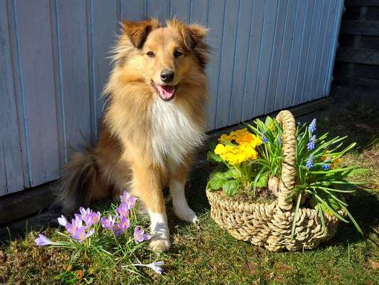 Dogorama Photo Challenge - Der Frühling kommt-Beitrag-Bild