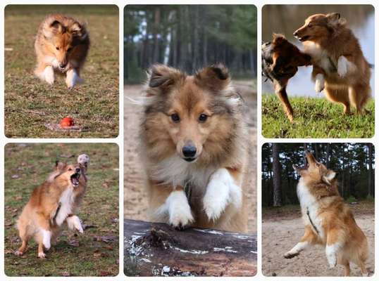 17. Collage Challenge / Springende Fellnasen-Beitrag-Bild