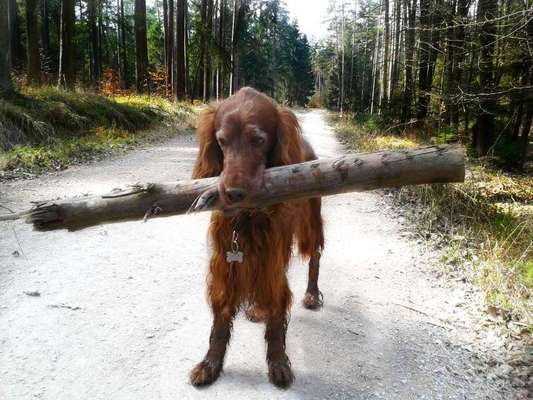 Knüppel aus dem Wald Foto Wettbewerb-Beitrag-Bild