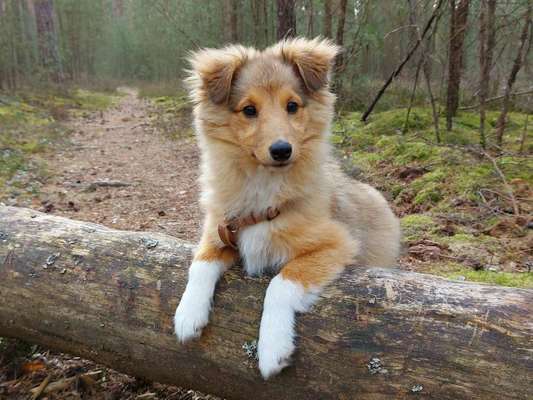 Fotochallenge No. 26                                     Wald und Wiese-Beitrag-Bild