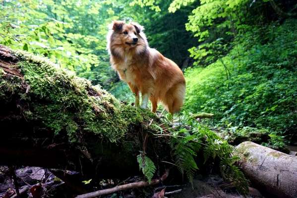 Fotowettbewerb Natur-Beitrag-Bild