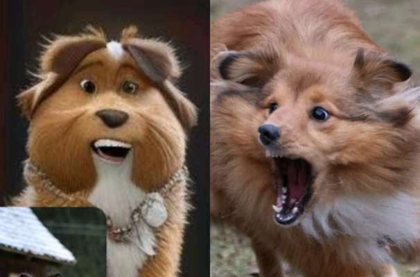 Voila app Bilder-Beitrag-Bild