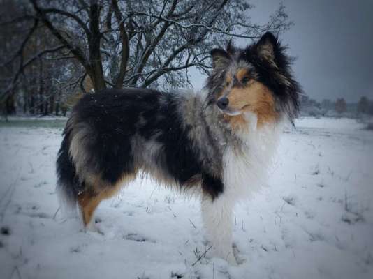 Collies gesucht-Beitrag-Bild