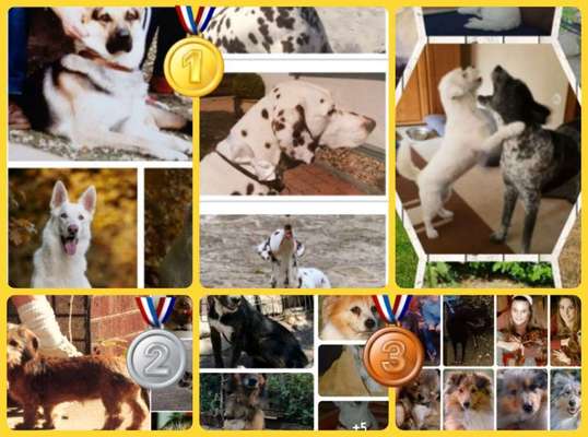 10. Collage-Challenge 
Hunde die Dich begleitet haben bzw. tun-Beitrag-Bild