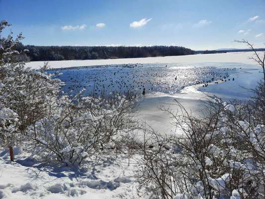 Hundeauslaufgebiet-Rothsee-Bild