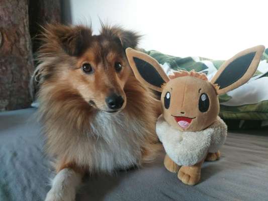 Wie heißt dein Hund?-Beitrag-Bild