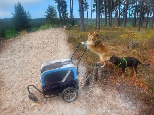 Tragtuch für Welpen-Beitrag-Bild