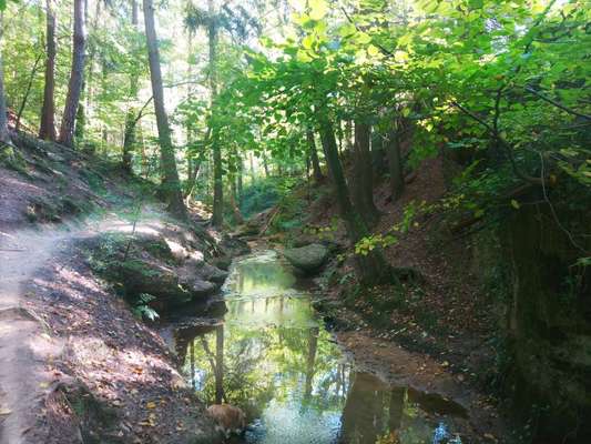 Hundeauslaufgebiet-Bitterbachschlucht-Bild