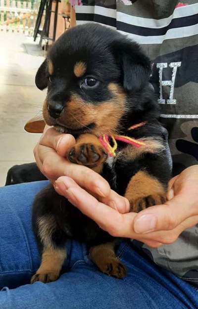 Wartezeit auf Welpen-Beitrag-Bild