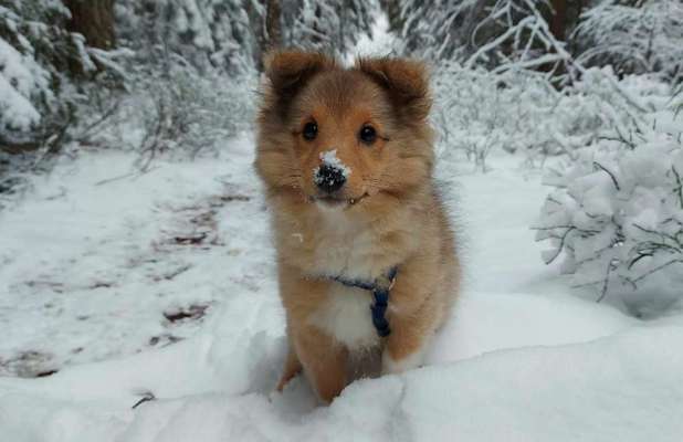 Die Dogorama Kalender Challenge Teil 2/4-Beitrag-Bild