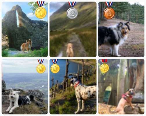 29. Collagen Challenge - Wandern mit Hund-Beitrag-Bild