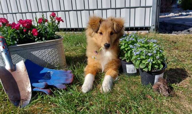 Challenge 23 : "  Euer Hund beim Frühlingserwachen "-Beitrag-Bild