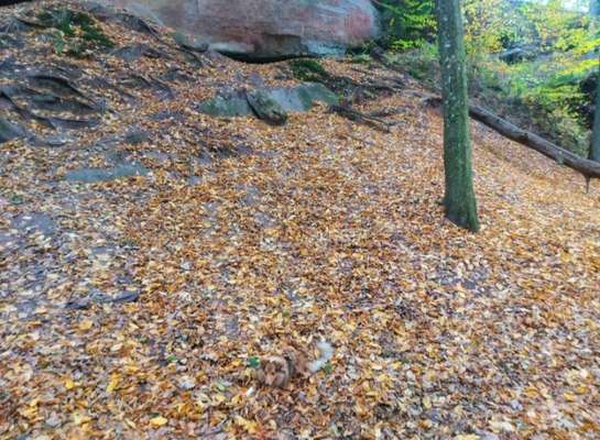 Ton in Ton-Beitrag-Bild