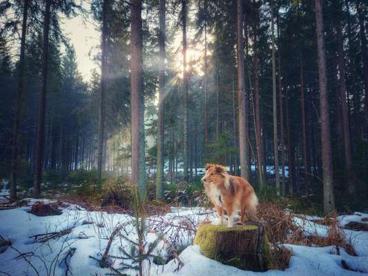 Wald Bild-Beitrag-Bild