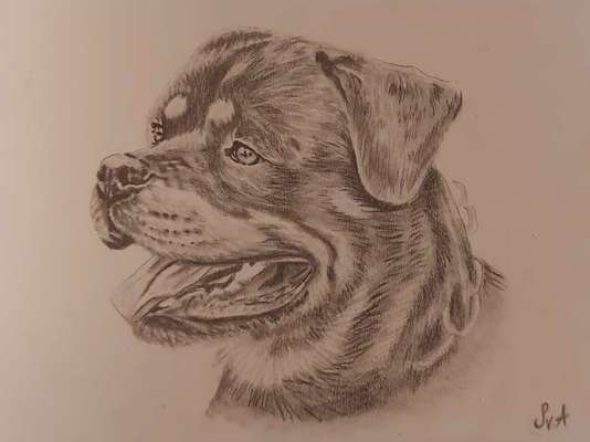 Zeichnungen Eurer Hunde !?-Beitrag-Bild