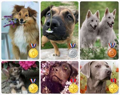 27. Collagen Challenge - Dein Hund mit Blume(n)-Beitrag-Bild