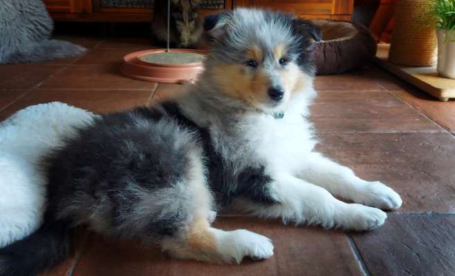 Langhaar Collies-Beitrag-Bild