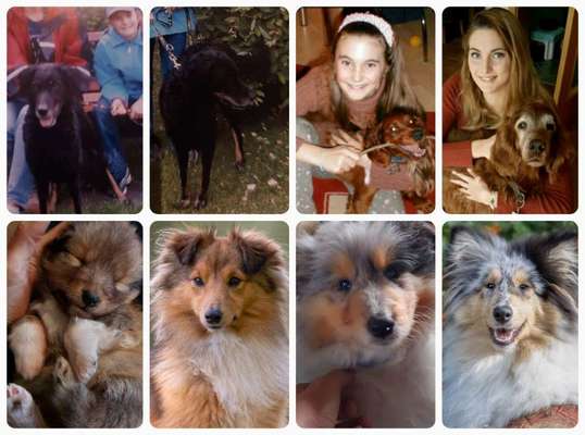 10. Collage-Challenge 
Hunde die Dich begleitet haben bzw. tun-Beitrag-Bild