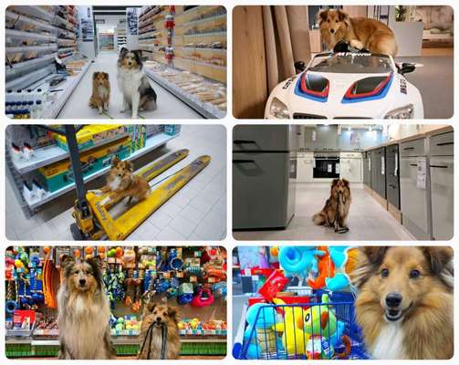 56. Foto Collage Challenge - Shopping Hund-Beitrag-Bild