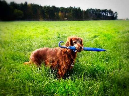 Dogorama Photo Challenge - Apportieren-Beitrag-Bild