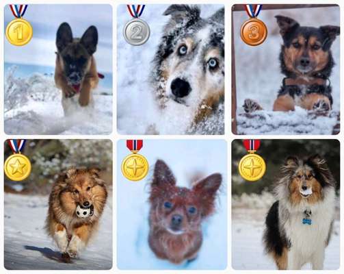 24. Collage-Challenge  *Hund im Schnee*-Beitrag-Bild