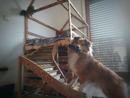 Hundeburg (oder Katzenburg) zu verkaufen-Beitrag-Bild