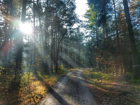 Die wunderschöne Welt mit Hund.-Beitrag-Bild