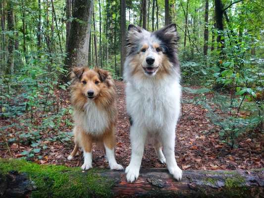 Collies -wo seid ihr?-Beitrag-Bild