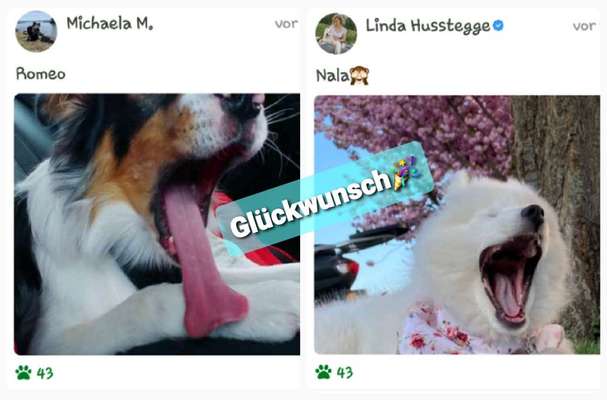 Dogorama Photo Challenge - Dein Hund beim Gähnen-Beitrag-Bild