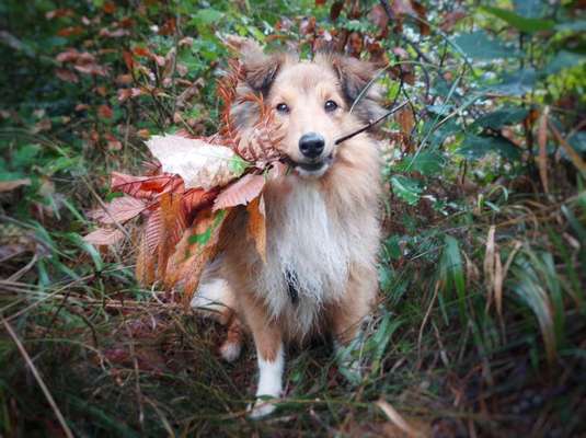 Fotochallenge Nr. 99 Herbst und Halloween🍁🍂-Beitrag-Bild